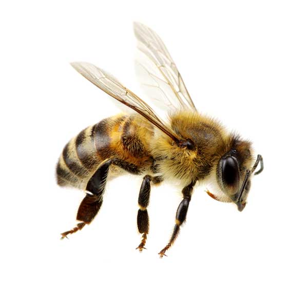 honey-bee.jpg